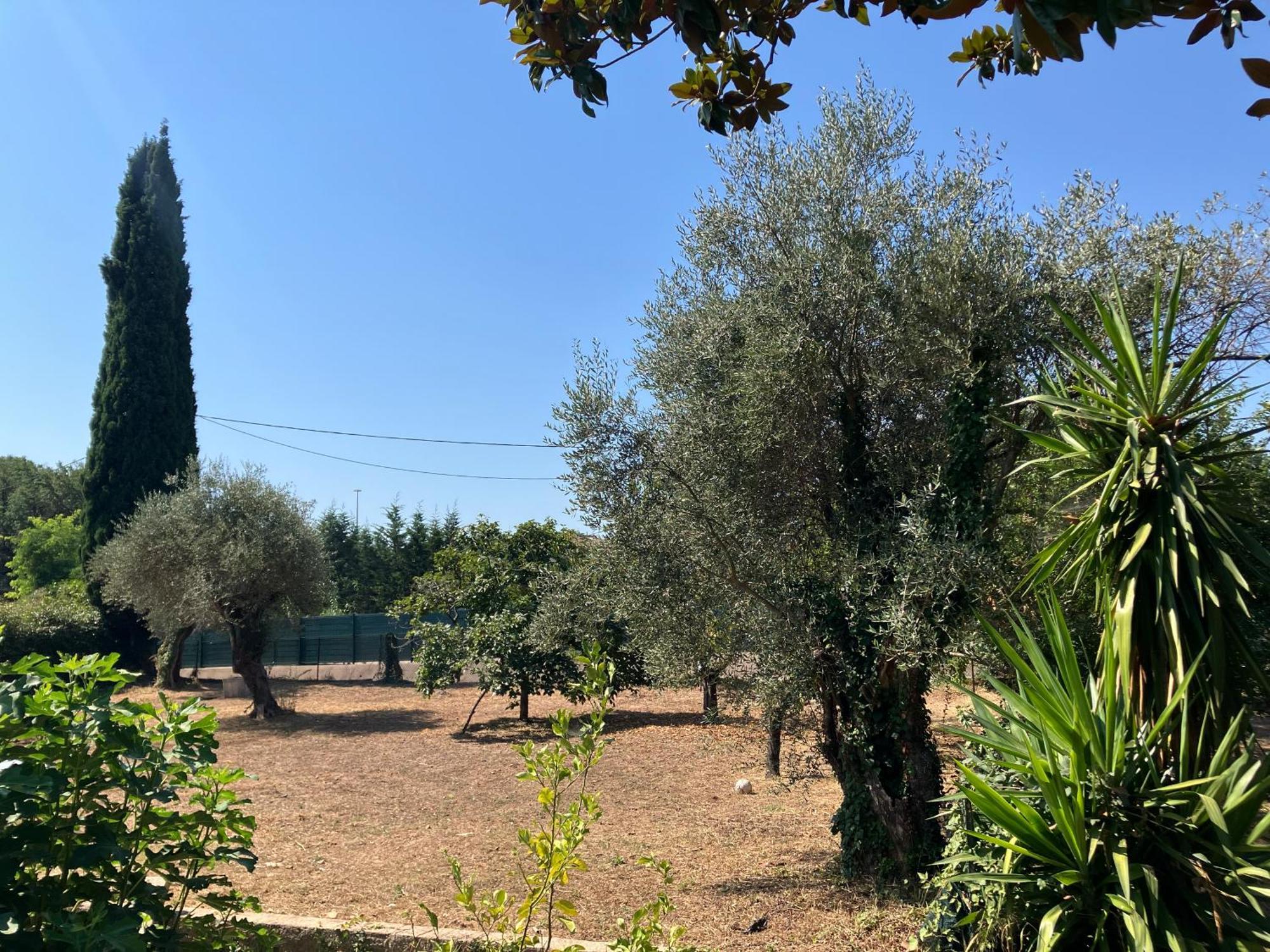 Thyziri * Roquefort-les-Pins